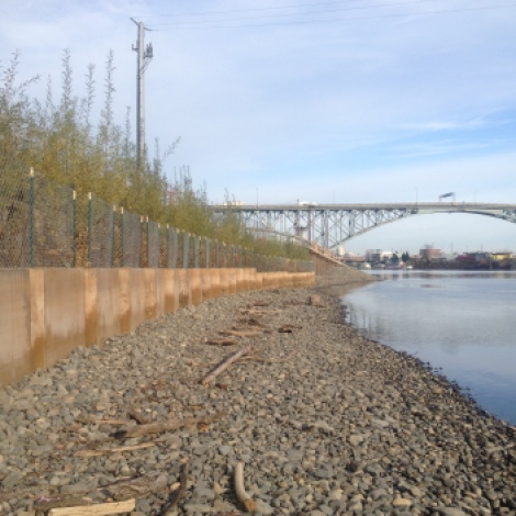 Restored low water habitat at Portland's South Waterfront